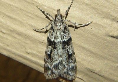 4716 - Scoparia biplagialis; Double-striped Scoparia Moth