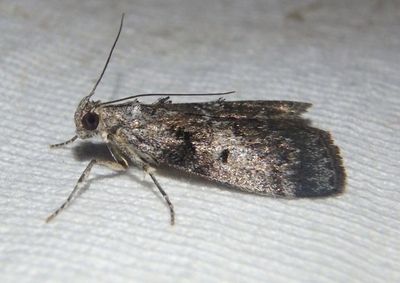 5606 - Pococera asperatella; Maple Webworm Moth