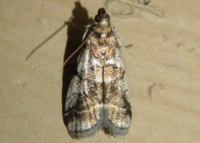 5651 - Acrobasis indigenella; Leaf Crumpler Moth 