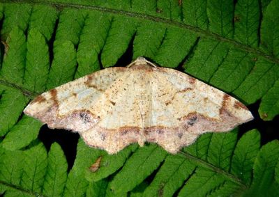 6838 - Probole amicaria; Friendly Probole