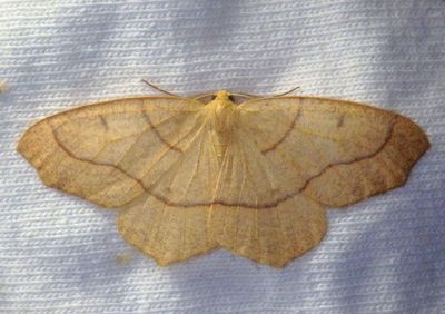 6888 - Lambdina fiscellaria; Hemlock Looper; female