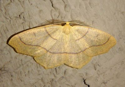 6888 - Lambdina fiscellaria; Hemlock Looper; male