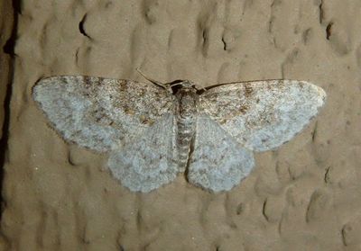 7422 - Hydrelia inornata; Unadorned Carpet