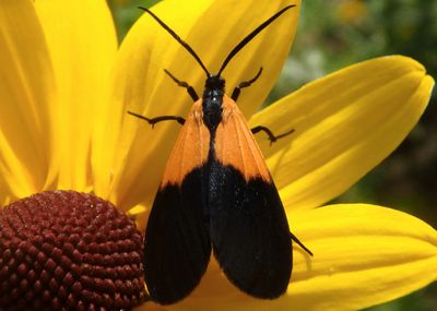 8087 - Lycomorpha pholus; Black-and-yellow Lichen Moth 