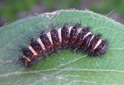 8134 - Spilosoma congrua; Agreeable Tiger Moth caterpillar