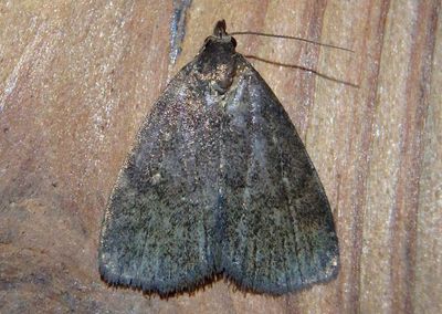 8326 - Idia rotundalis; Rotund Idia Moth