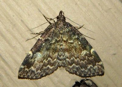 8330 - Idia scobialis; Smoky Idia