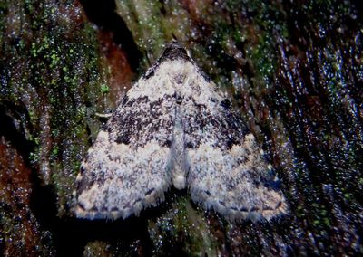 8426 - Dyspyralis illocata; Visitation Moth