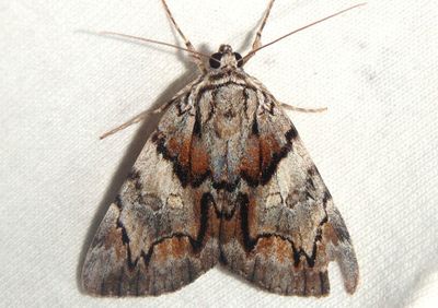 8867 - Catocala blandula; Charming Underwing