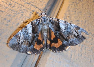 8867 - Catocala blandula; Charming Underwing