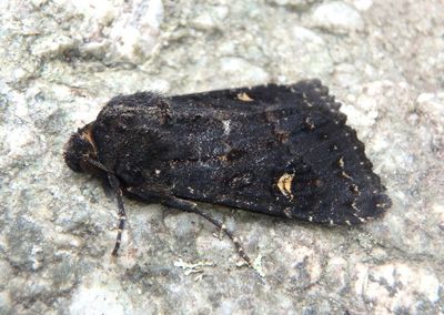 9367 - Apamea dubitans; Doubtful Apamea