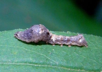 9678 - Elaphria versicolor; Variegated Midget caterpillar
