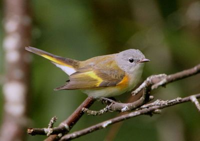 American Redstart; female