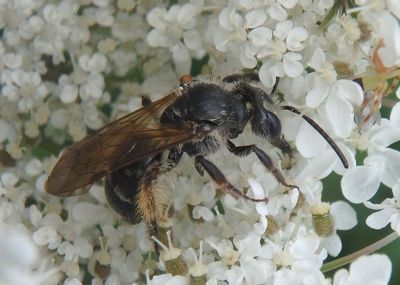 Andrena Mining Bee species