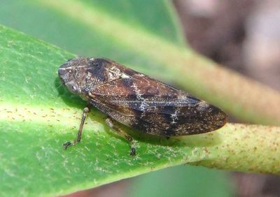 Aphrophora gelida; Boreal Spittlebug