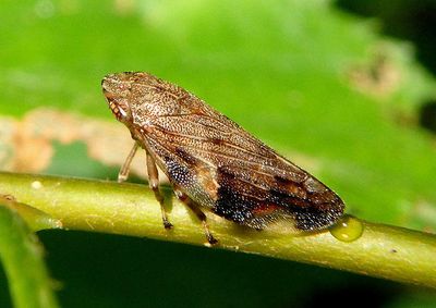 Aphrophora quadrinotata; Four-spotted Spittlebug