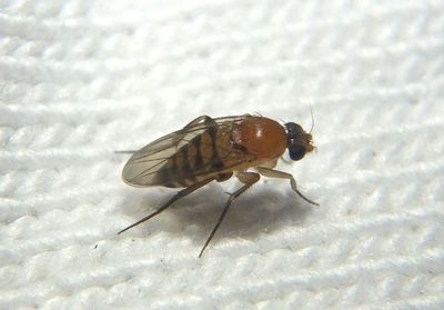 Apocephalus Ant-decapitating Fly species