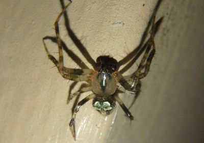 Araneus pegnia; Orb Weaver species; male