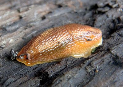Arion subfuscus; Western Dusky Slug; exotic