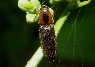 Athous neacanthus; Click Beetle species
