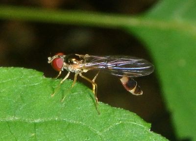 Baccha cognata; Hover Fly species