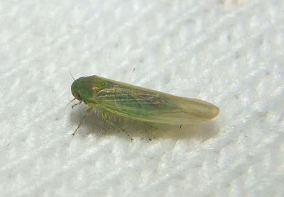 Balclutha Leafhopper species