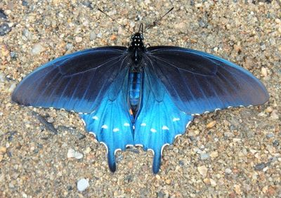 Battus philenor; Pipevine Swallowtail 