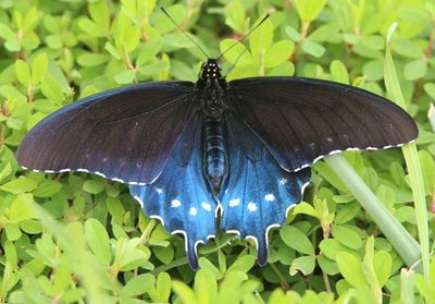 Battus philenor; Pipevine Swallowtail; male