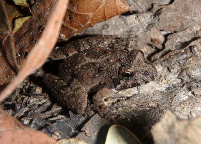 Blanchard's Cricket Frog