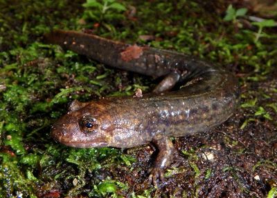 Blue Ridge Blackbelly Salamander