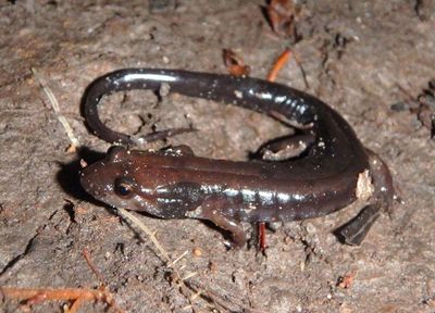 Blue Ridge Dusky Salamander 