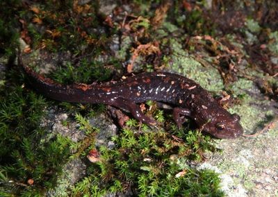 Blue Ridge Dusky Salamander 