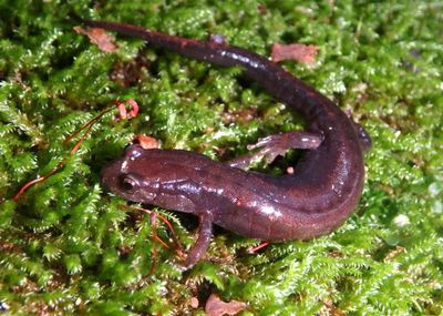 Blue Ridge Dusky Salamander