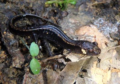 Blue Ridge Dusky Salamander 