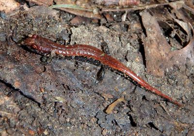 Blue Ridge Dusky Salamander 