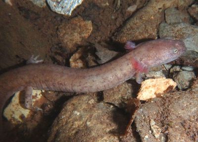 Blue Ridge Spring Salamander larva