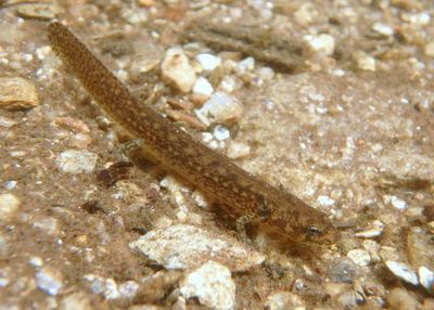 Blue Ridge Two-lined Salamander larva 