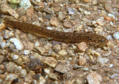 Blue Ridge Two-lined Salamander larva