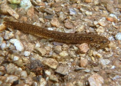 Blue Ridge Two-lined Salamander larva 