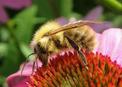 Bombus perplexus; Perplexing Bumble Bee