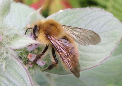 Bombus perplexus; Perplexing Bumble Bee