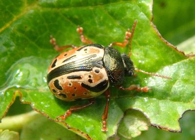Calligrapha spiraea; Leaf Beetle species