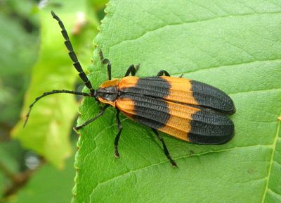 Calopteron discrepans; Banded Net-winged Beetle