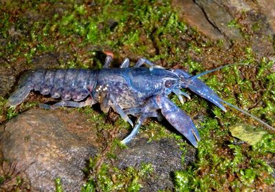 Cambarus Crayfish species 