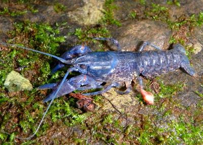 Cambarus Crayfish species