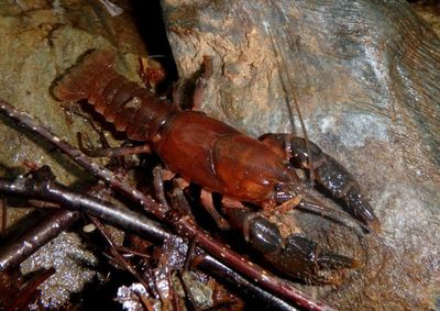 Cambarus Crayfish species