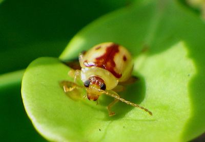 Capraita suturalis; Flea Beetle species
