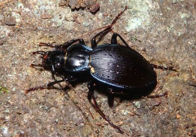 Carabus goryi; Ground Beetle species