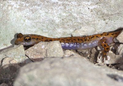 Cave Salamander