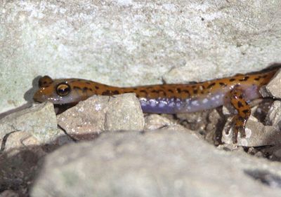 Cave Salamander 